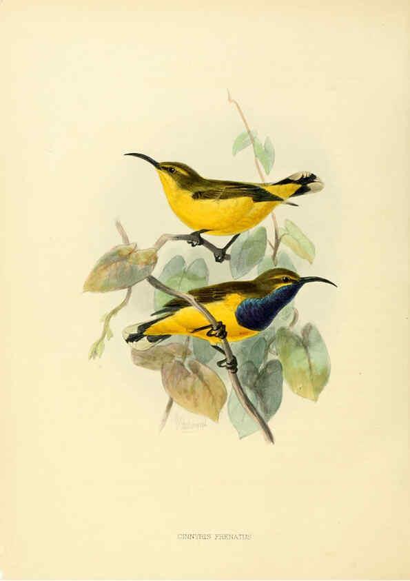 Reproducción/Reproduction 6431103509: A monograph of the Nectariniidae, or, Family of sun-birds London :Published by the author,1876-1880