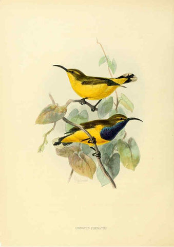 Reproducción/Reproduction 6431103509: A monograph of the Nectariniidae, or, Family of sun-birds London :Published by the author,1876-1880