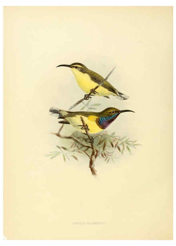 Reproducción/Reproduction 6431103801: A monograph of the Nectariniidae, or, Family of sun-birds London :Published by the author,1876-1880