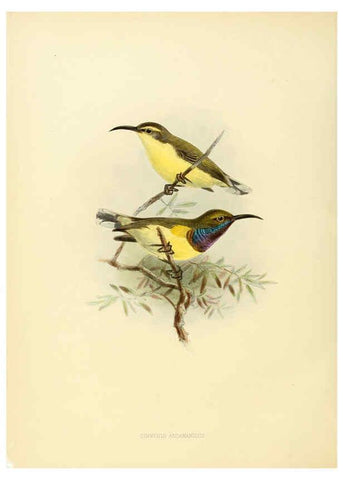 Reproducción/Reproduction 6431103801: A monograph of the Nectariniidae, or, Family of sun-birds London :Published by the author,1876-1880