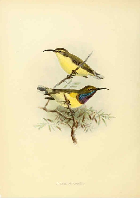 Reproducción/Reproduction 6431103801: A monograph of the Nectariniidae, or, Family of sun-birds London :Published by the author,1876-1880