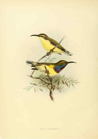 Reproducción/Reproduction 6431103801: A monograph of the Nectariniidae, or, Family of sun-birds London :Published by the author,1876-1880