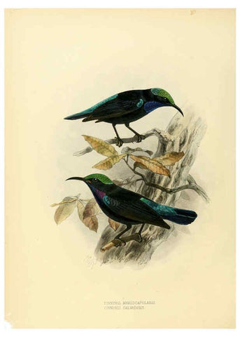 Reproducción/Reproduction 6431098747: A monograph of the Nectariniidae, or, Family of sun-birds London :Published by the author,1876-1880