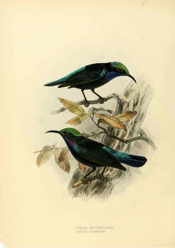 Reproducción/Reproduction 6431098747: A monograph of the Nectariniidae, or, Family of sun-birds London :Published by the author,1876-1880