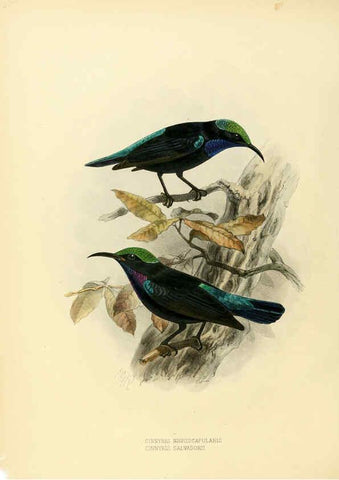 Reproducción/Reproduction 6431098747: A monograph of the Nectariniidae, or, Family of sun-birds London :Published by the author,1876-1880