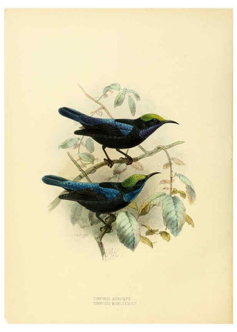 Reproducción/Reproduction 6431098379: A monograph of the Nectariniidae, or, Family of sun-birds London :Published by the author,1876-1880