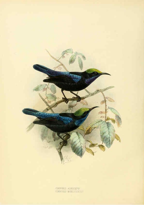 Reproducción/Reproduction 6431098379: A monograph of the Nectariniidae, or, Family of sun-birds London :Published by the author,1876-1880
