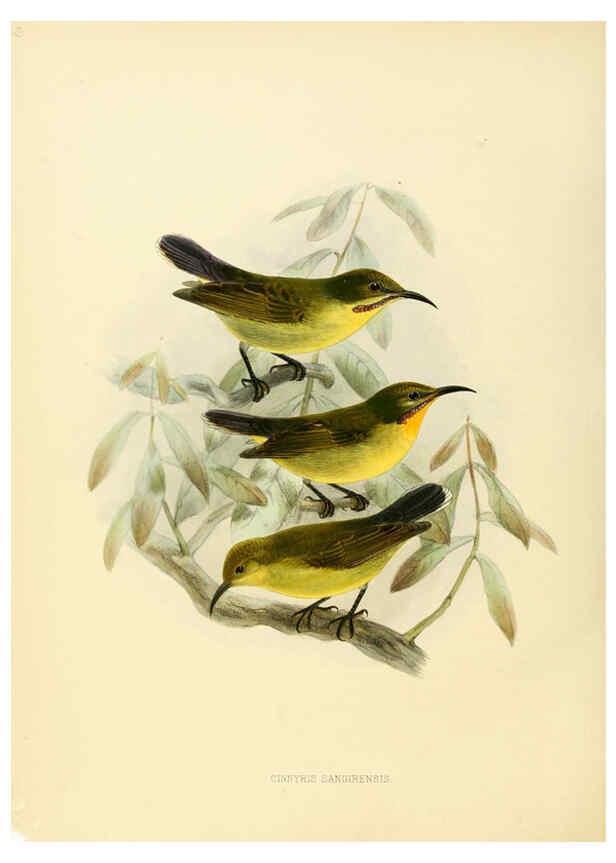 Reproducción/Reproduction 6431098023: A monograph of the Nectariniidae, or, Family of sun-birds London :Published by the author,1876-1880