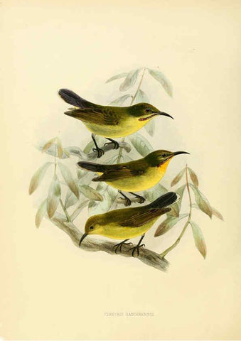 Reproducción/Reproduction 6431098023: A monograph of the Nectariniidae, or, Family of sun-birds London :Published by the author,1876-1880
