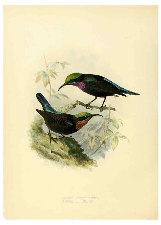 Reproducción/Reproduction 6431097685: A monograph of the Nectariniidae, or, Family of sun-birds London :Published by the author,1876-1880
