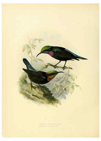 Reproducción/Reproduction 6431097685: A monograph of the Nectariniidae, or, Family of sun-birds London :Published by the author,1876-1880
