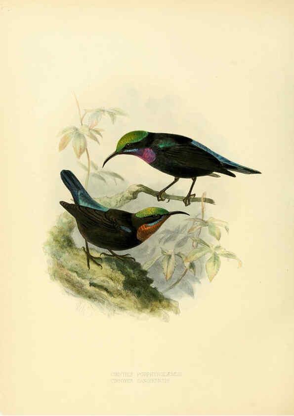 Reproducción/Reproduction 6431097685: A monograph of the Nectariniidae, or, Family of sun-birds London :Published by the author,1876-1880