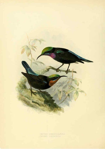 Reproducción/Reproduction 6431097685: A monograph of the Nectariniidae, or, Family of sun-birds London :Published by the author,1876-1880