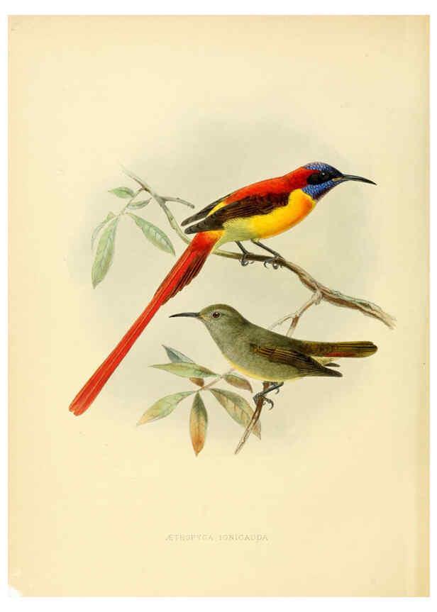 Reproducción/Reproduction 6431086833: A monograph of the Nectariniidae, or, Family of sun-birds London :Published by the author,1876-1880