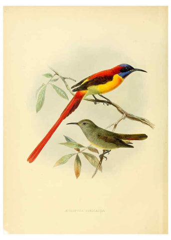Reproducción/Reproduction 6431086833: A monograph of the Nectariniidae, or, Family of sun-birds London :Published by the author,1876-1880