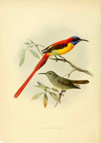Reproducción/Reproduction 6431086833: A monograph of the Nectariniidae, or, Family of sun-birds London :Published by the author,1876-1880