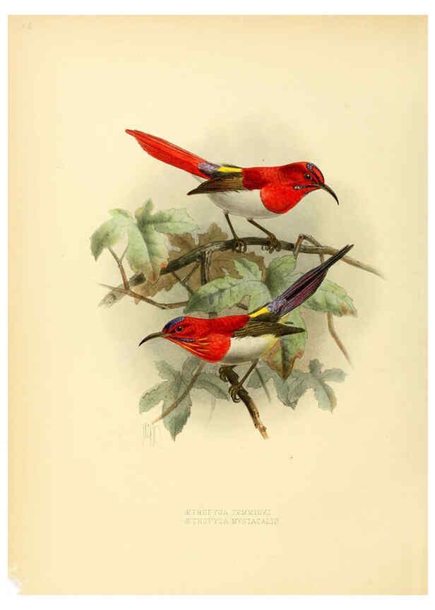 Reproducción/Reproduction 6431087355: A monograph of the Nectariniidae, or, Family of sun-birds London :Published by the author,1876-1880