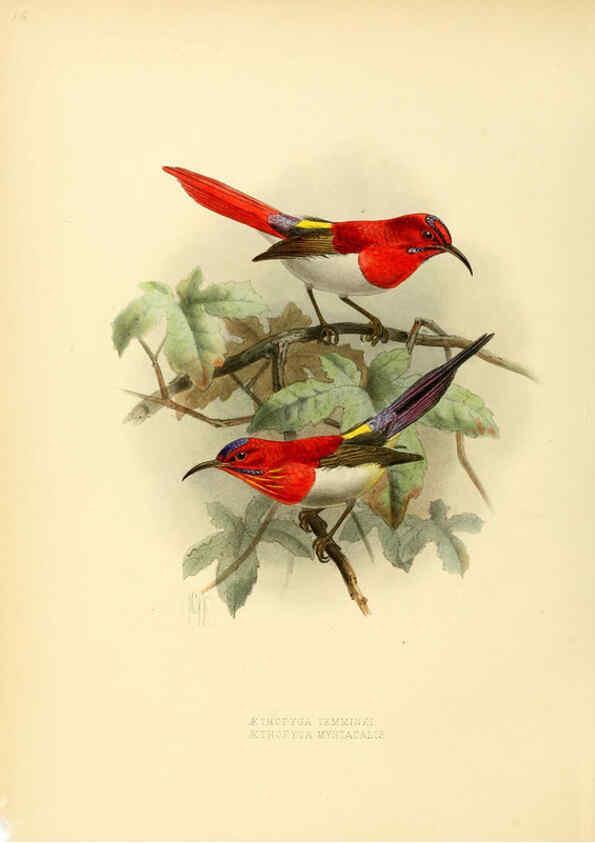 Reproducción/Reproduction 6431087355: A monograph of the Nectariniidae, or, Family of sun-birds London :Published by the author,1876-1880