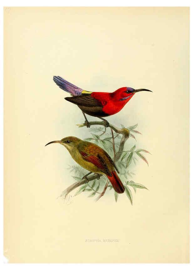 Reproducción/Reproduction 6431087689: A monograph of the Nectariniidae, or, Family of sun-birds London :Published by the author,1876-1880