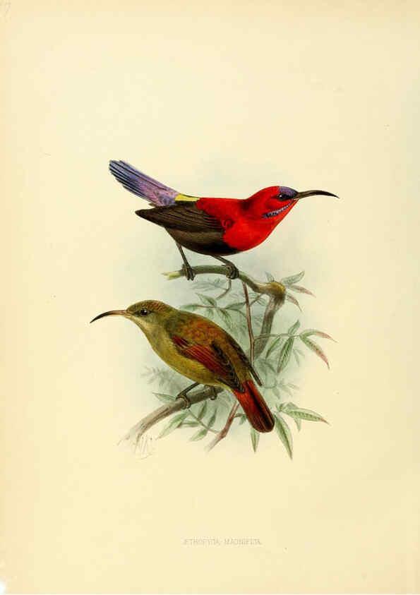 Reproducción/Reproduction 6431087689: A monograph of the Nectariniidae, or, Family of sun-birds London :Published by the author,1876-1880