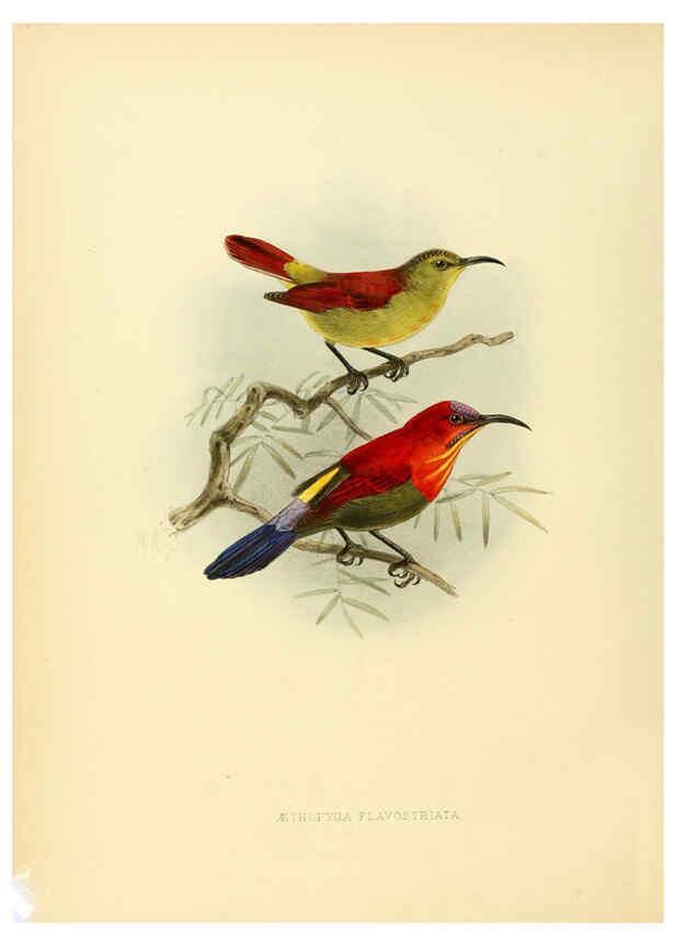Reproducción/Reproduction 6431088031: A monograph of the Nectariniidae, or, Family of sun-birds London :Published by the author,1876-1880