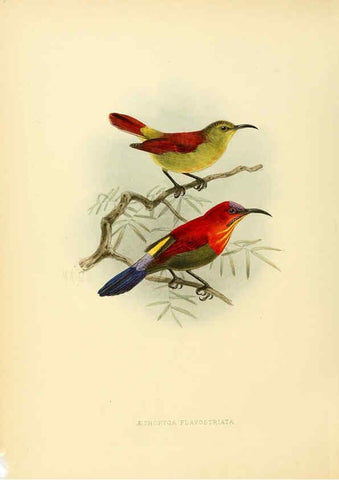 Reproducción/Reproduction 6431088031: A monograph of the Nectariniidae, or, Family of sun-birds London :Published by the author,1876-1880