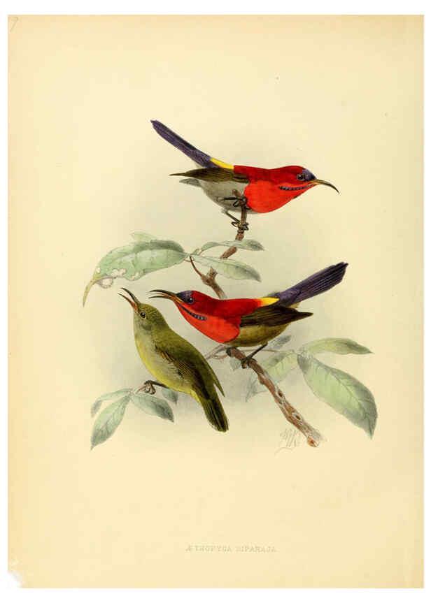 Reproducción/Reproduction 6431088365: A monograph of the Nectariniidae, or, Family of sun-birds London :Published by the author,1876-1880