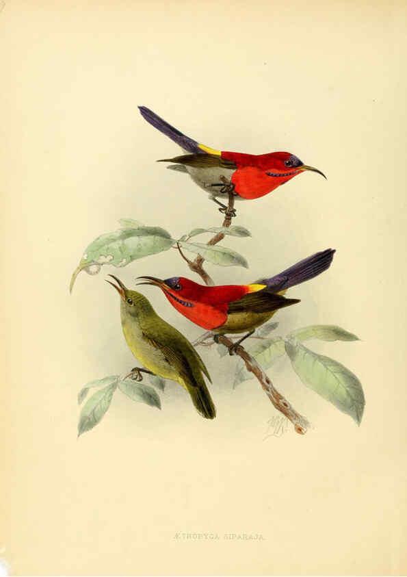 Reproducción/Reproduction 6431088365: A monograph of the Nectariniidae, or, Family of sun-birds London :Published by the author,1876-1880
