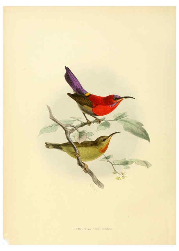 Reproducción/Reproduction 6431093803: A monograph of the Nectariniidae, or, Family of sun-birds London :Published by the author,1876-1880