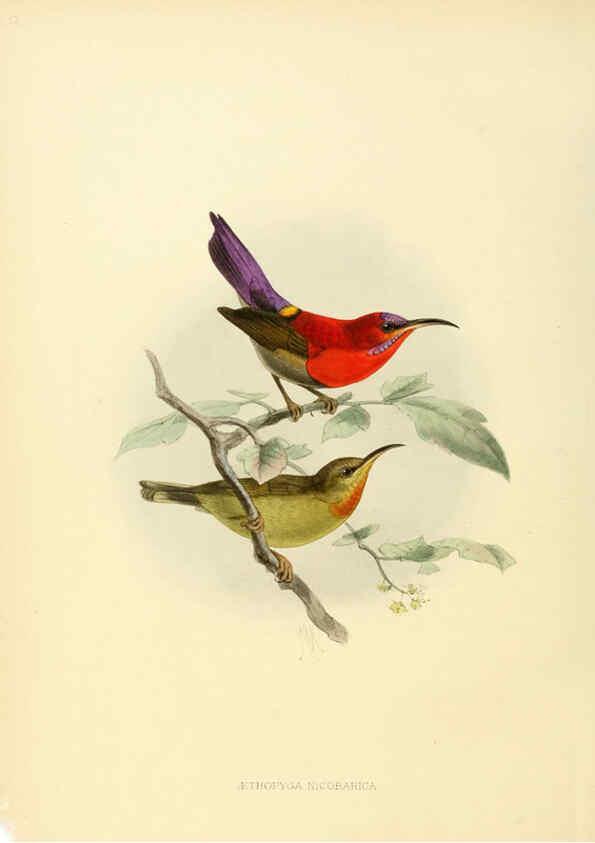 Reproducción/Reproduction 6431093803: A monograph of the Nectariniidae, or, Family of sun-birds London :Published by the author,1876-1880