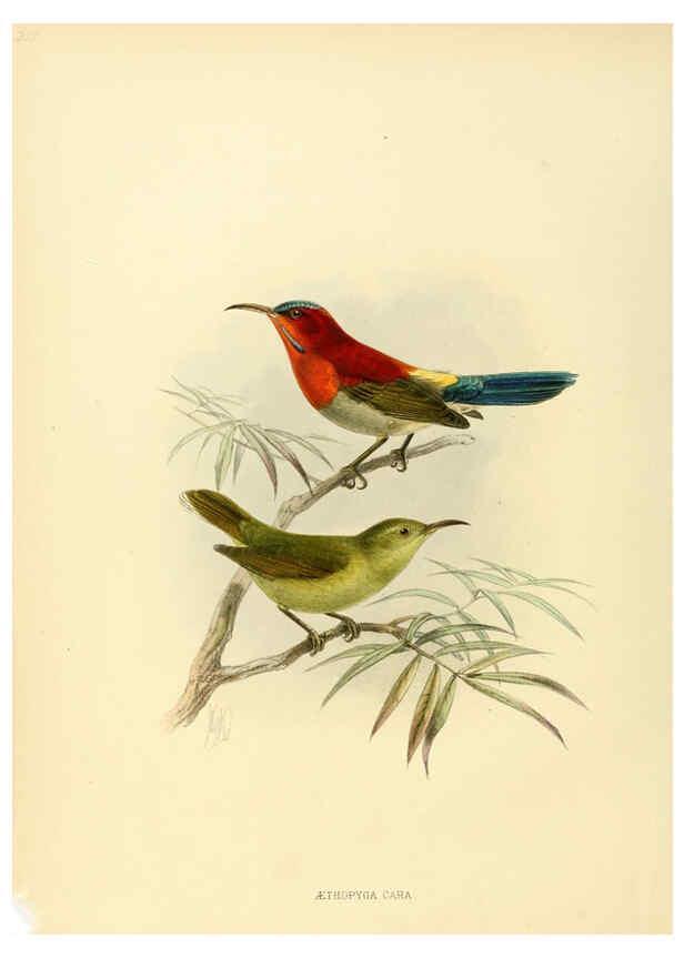 Reproducción/Reproduction 6431094107: A monograph of the Nectariniidae, or, Family of sun-birds London :Published by the author,1876-1880