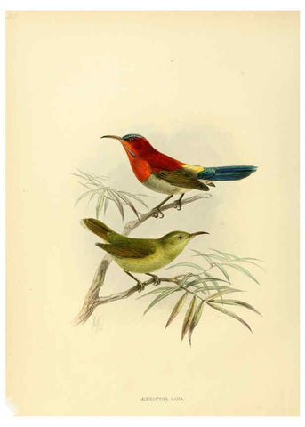 Reproducción/Reproduction 6431094107: A monograph of the Nectariniidae, or, Family of sun-birds London :Published by the author,1876-1880