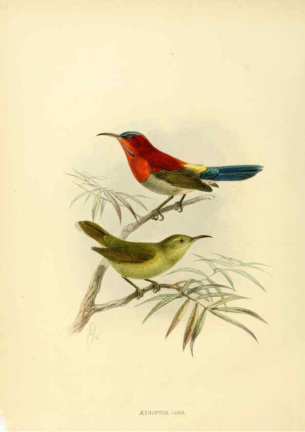 Reproducción/Reproduction 6431094107: A monograph of the Nectariniidae, or, Family of sun-birds London :Published by the author,1876-1880