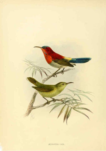 Reproducción/Reproduction 6431094107: A monograph of the Nectariniidae, or, Family of sun-birds London :Published by the author,1876-1880
