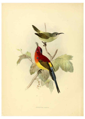Reproducción/Reproduction 6431085969: A monograph of the Nectariniidae, or, Family of sun-birds London :Published by the author,1876-1880