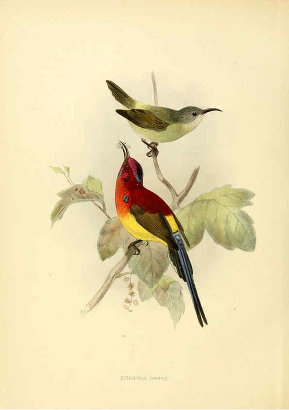 Reproducción/Reproduction 6431085969: A monograph of the Nectariniidae, or, Family of sun-birds London :Published by the author,1876-1880