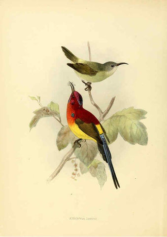 Reproducción/Reproduction 6431085969: A monograph of the Nectariniidae, or, Family of sun-birds London :Published by the author,1876-1880