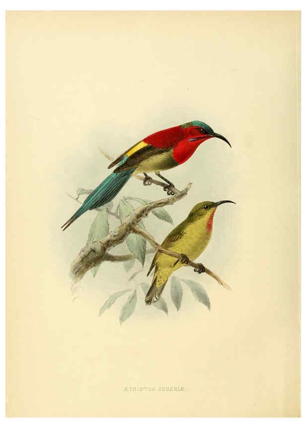 Reproducción/Reproduction 6431094597: A monograph of the Nectariniidae, or, Family of sun-birds London :Published by the author,1876-1880