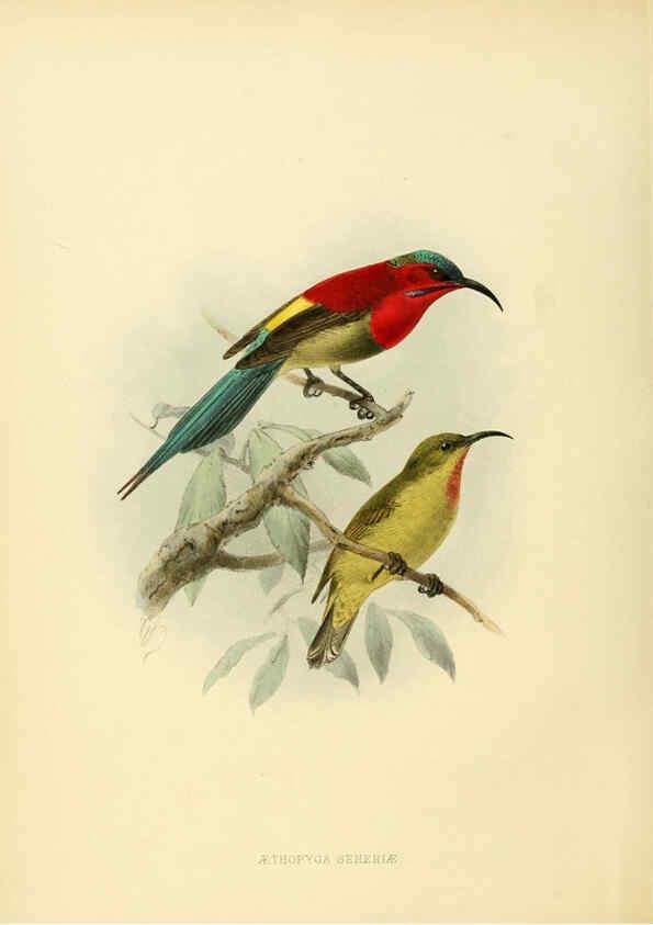 Reproducción/Reproduction 6431094597: A monograph of the Nectariniidae, or, Family of sun-birds London :Published by the author,1876-1880