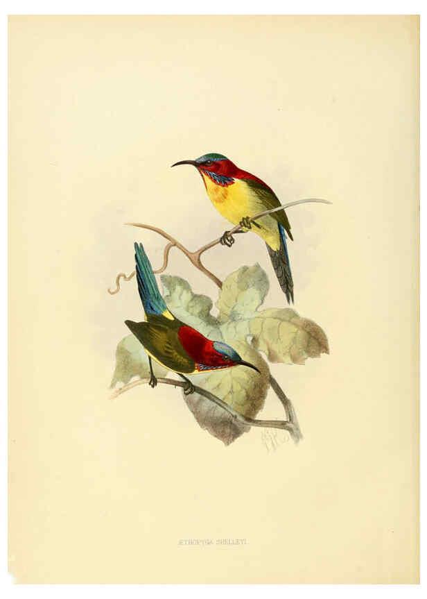 Reproducción/Reproduction 6431095299: A monograph of the Nectariniidae, or, Family of sun-birds London :Published by the author,1876-1880