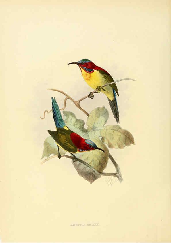 Reproducción/Reproduction 6431095299: A monograph of the Nectariniidae, or, Family of sun-birds London :Published by the author,1876-1880