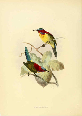 Reproducción/Reproduction 6431095299: A monograph of the Nectariniidae, or, Family of sun-birds London :Published by the author,1876-1880