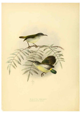 Reproducción/Reproduction 6431095633: A monograph of the Nectariniidae, or, Family of sun-birds London :Published by the author,1876-1880