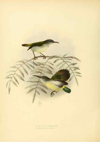 Reproducción/Reproduction 6431095633: A monograph of the Nectariniidae, or, Family of sun-birds London :Published by the author,1876-1880