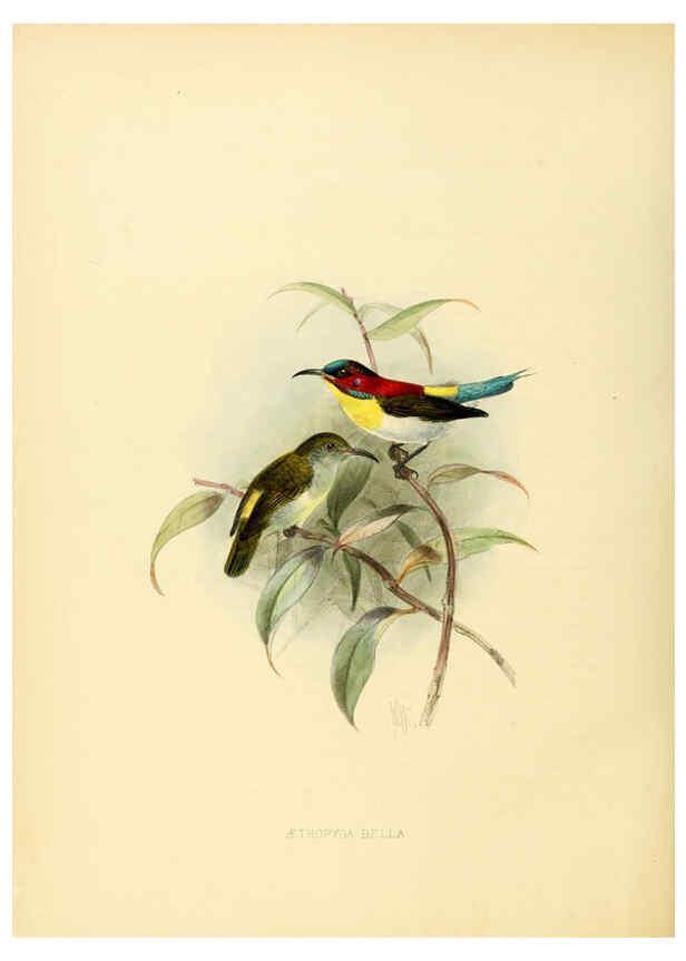 Reproducción/Reproduction 6431095953: A monograph of the Nectariniidae, or, Family of sun-birds London :Published by the author,1876-1880