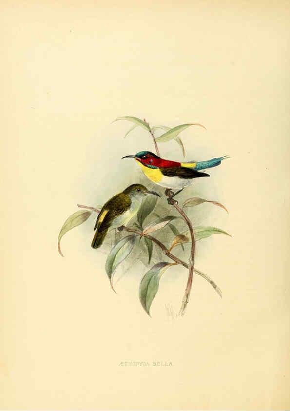 Reproducción/Reproduction 6431095953: A monograph of the Nectariniidae, or, Family of sun-birds London :Published by the author,1876-1880
