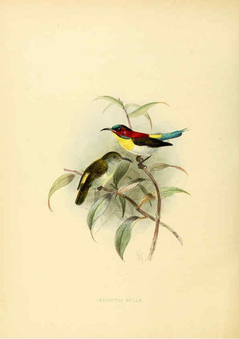 Reproducción/Reproduction 6431095953: A monograph of the Nectariniidae, or, Family of sun-birds London :Published by the author,1876-1880