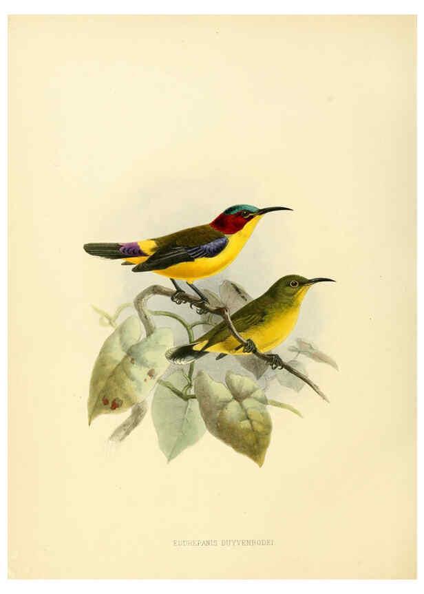 Reproducción/Reproduction 6431096273: A monograph of the Nectariniidae, or, Family of sun-birds London :Published by the author,1876-1880