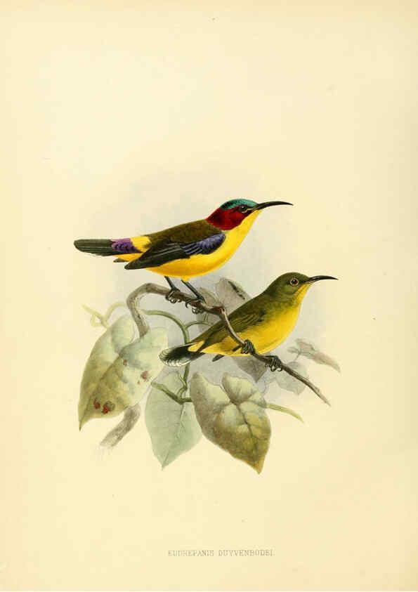 Reproducción/Reproduction 6431096273: A monograph of the Nectariniidae, or, Family of sun-birds London :Published by the author,1876-1880