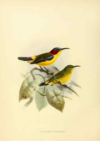 Reproducción/Reproduction 6431096273: A monograph of the Nectariniidae, or, Family of sun-birds London :Published by the author,1876-1880